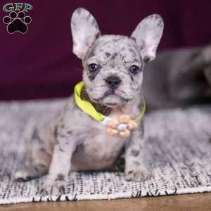 Allie, French Bulldog Puppy